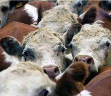 Suben los precios del ganado en la región impulsados por monedas fuertes y Brasil