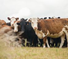 ProCría amplía alcance con convocatoria a 1.300 productores ganaderos de todo el país