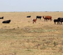 MGAP actualizó medidas para productores por déficit hídrico