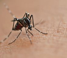 Investigación de Facultad de Medicina reveló resistencia del mosquito Aedes aegypti a insecticidas
