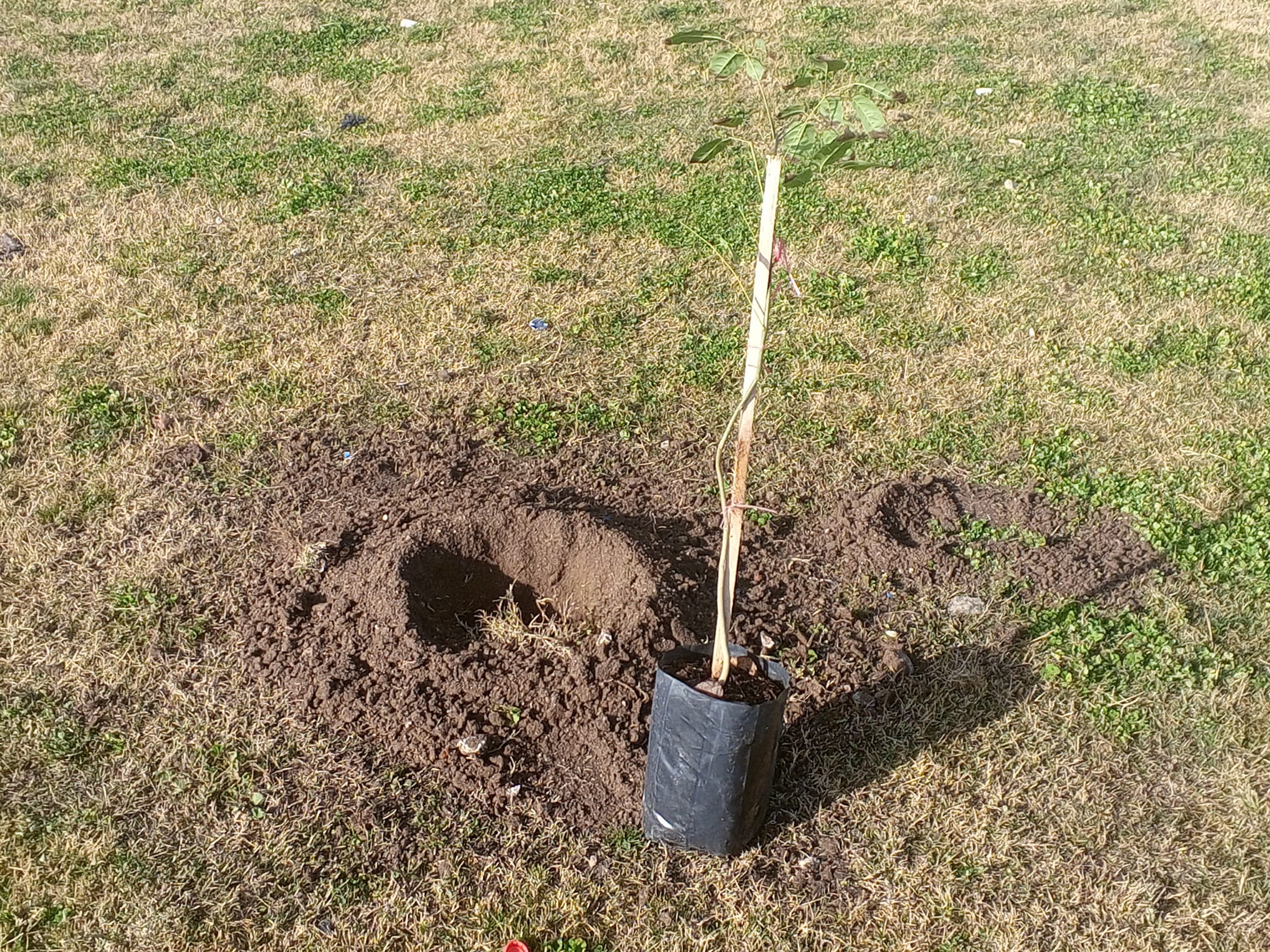Nueva_jornada_de_plantación_de_árboles_en_Florida_2.jpeg