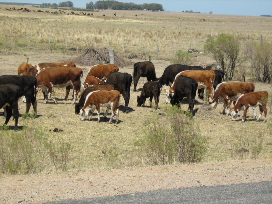 MGAP extiende autorizaciones a pastoreo de animales en la vía pública