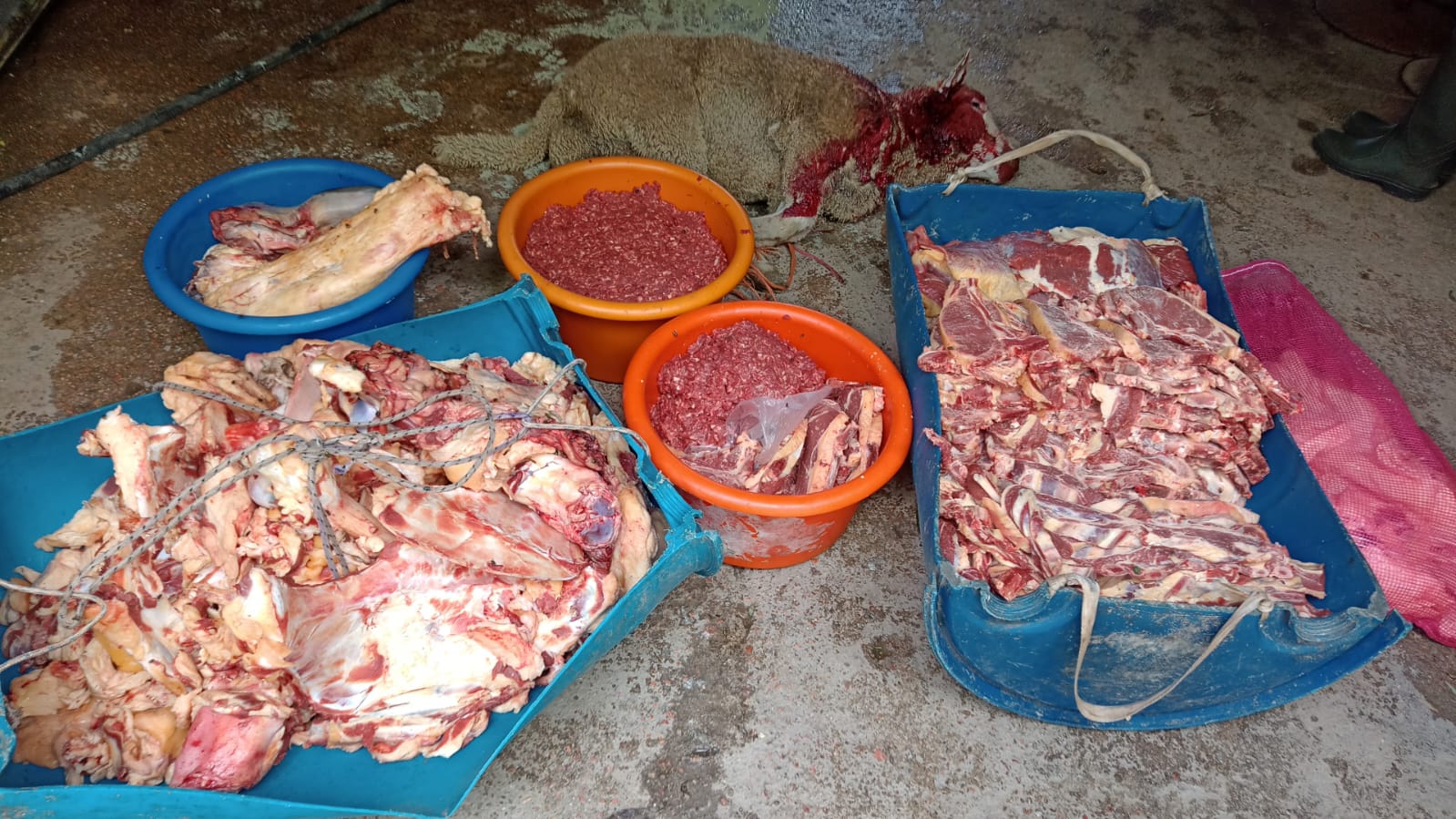 Nuevo golpe a la faena clandestinajpeg