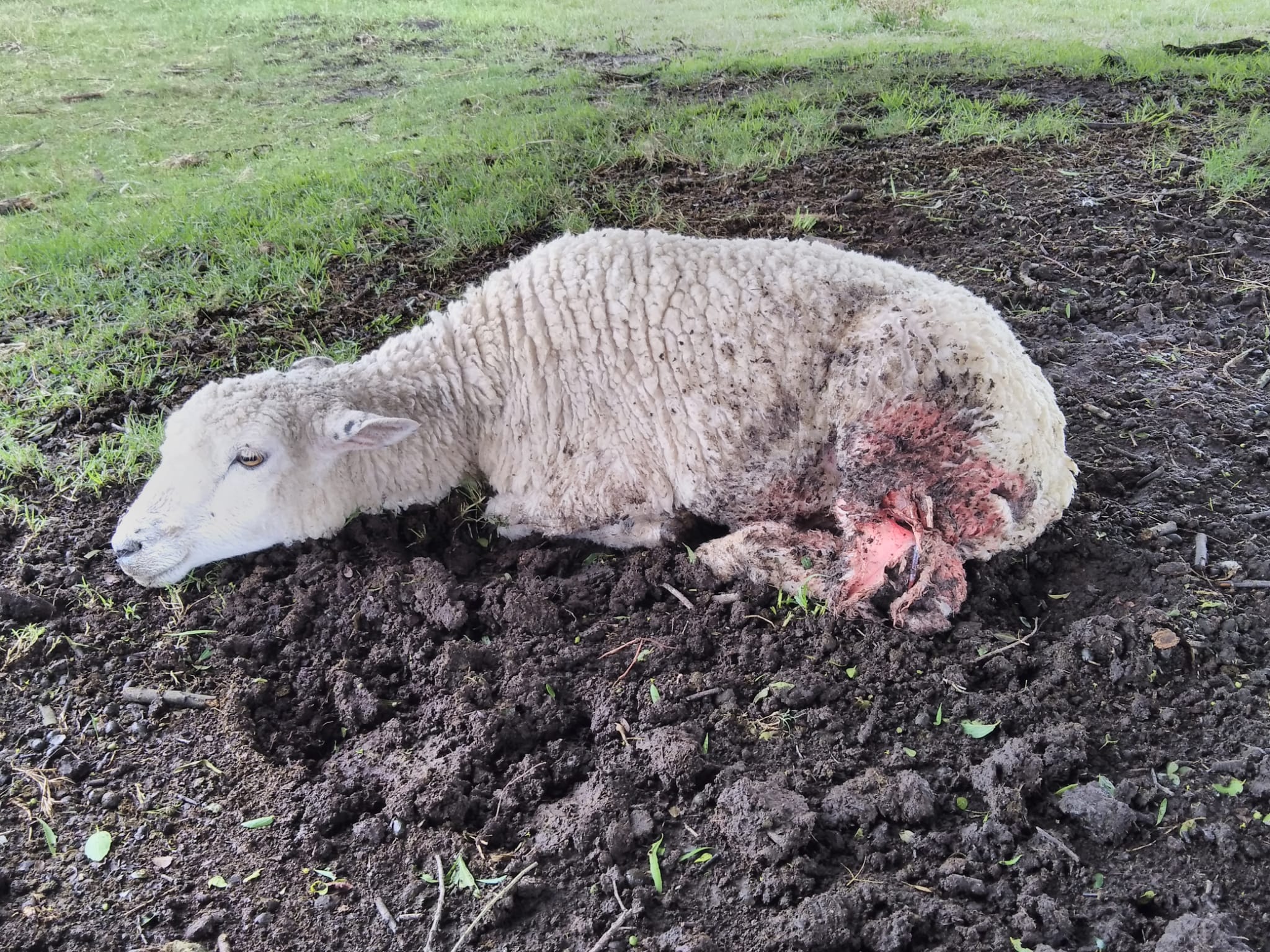 Productor de San Jacinto afectado por jauría de perros
