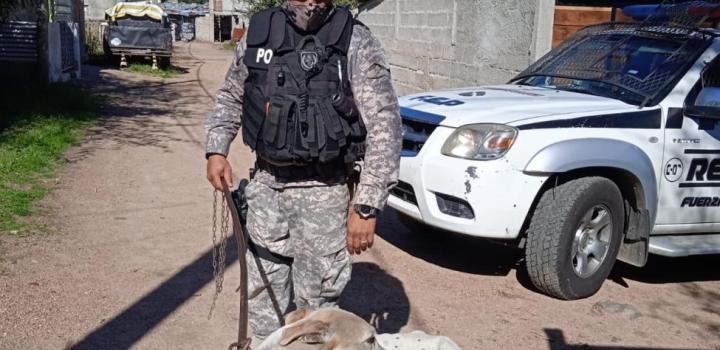 maltrato animal