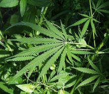 Estudio uruguayo detectó que uso crónico de cannabis puede afectar memoria, atención y otras funciones cerebrales