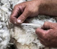 Se recupera el mercado australiano a impulso de las lanas Merino