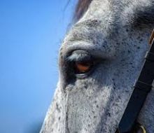 INBA alerta por casos de faena clandestina de caballos y llama a no comprar carne en mercado ilegal