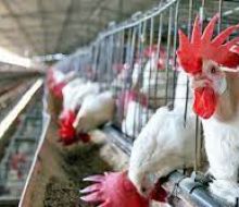 Trabajadora avícola murió en accidente y sindicato repudia “actitud inhumana” de empresa