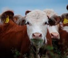 Más de 20 personas denunciarán a otro fondo ganadero en Uruguay por dejar de pagar