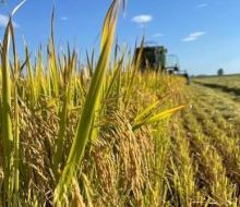 El gobierno impulsa crédito histórico para el arroz