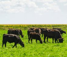INIA liderará proyecto de optimización de la gestión del pasto