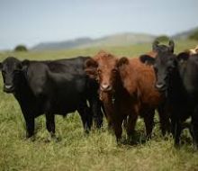 OMSA hizo un llamado a la acción ante la propagación internacional de la aftosa