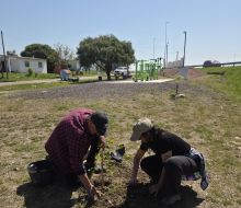 Continúan las jornadas de plantación y puesta en valor de espacios públicos