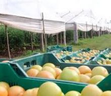 Apertura del Registro Nacional Frutihortícola correspondiente a 2026.