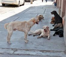 La FR propone que el Ejército capture y de albergue a los perros sin responsable