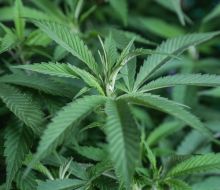 Precio del cannabis legal subió $ 15: cuánto sale ahora y cuál es la variedad más cara