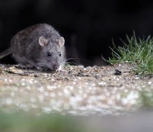 La OMS reiteró que el riesgo de hantavirus para la población es mínimo