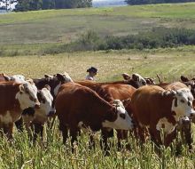 A partir de la próxima semana el despacho de tropa digital será obligatorio.