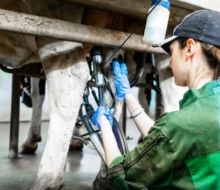 Exportaciones de productos lácteos en 2026 crecieron 3%
