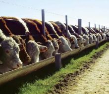 Aumentan controles en corrales de engorde por uso de monensina