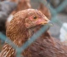 Uruguay suspendió el ingreso de aves y productos avícolas de Brasil por un foco de enfermedad de Newcastle