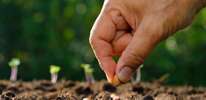 Continúa el jueves la entrega de semillas de primavera - verano para huertas familiares.