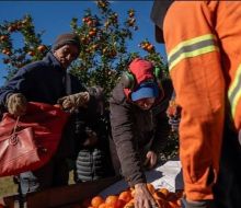 Se aprobó un subsidio por desempleo de 90 días para trabajadores citrícolas