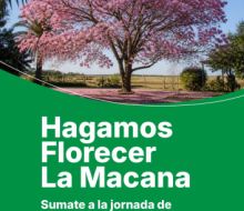 Nueva jornada de plantación de árboles en La Macana