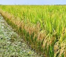 Precio del arroz de la zafra 2024/2025 quedó en US$ 10,50