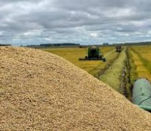 Asociación Cultivadores de Arroz y molinos aún sin acuerdo por el precio definitivo de la zafra anterior