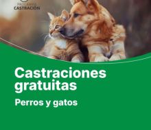 Plan de castraciones gratuitas en Florida y el interior del departamento