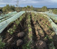 Desarticulan organización que plantaba marihuana en campo de Rivera; incautan 355 plantas y hay tres detenidos