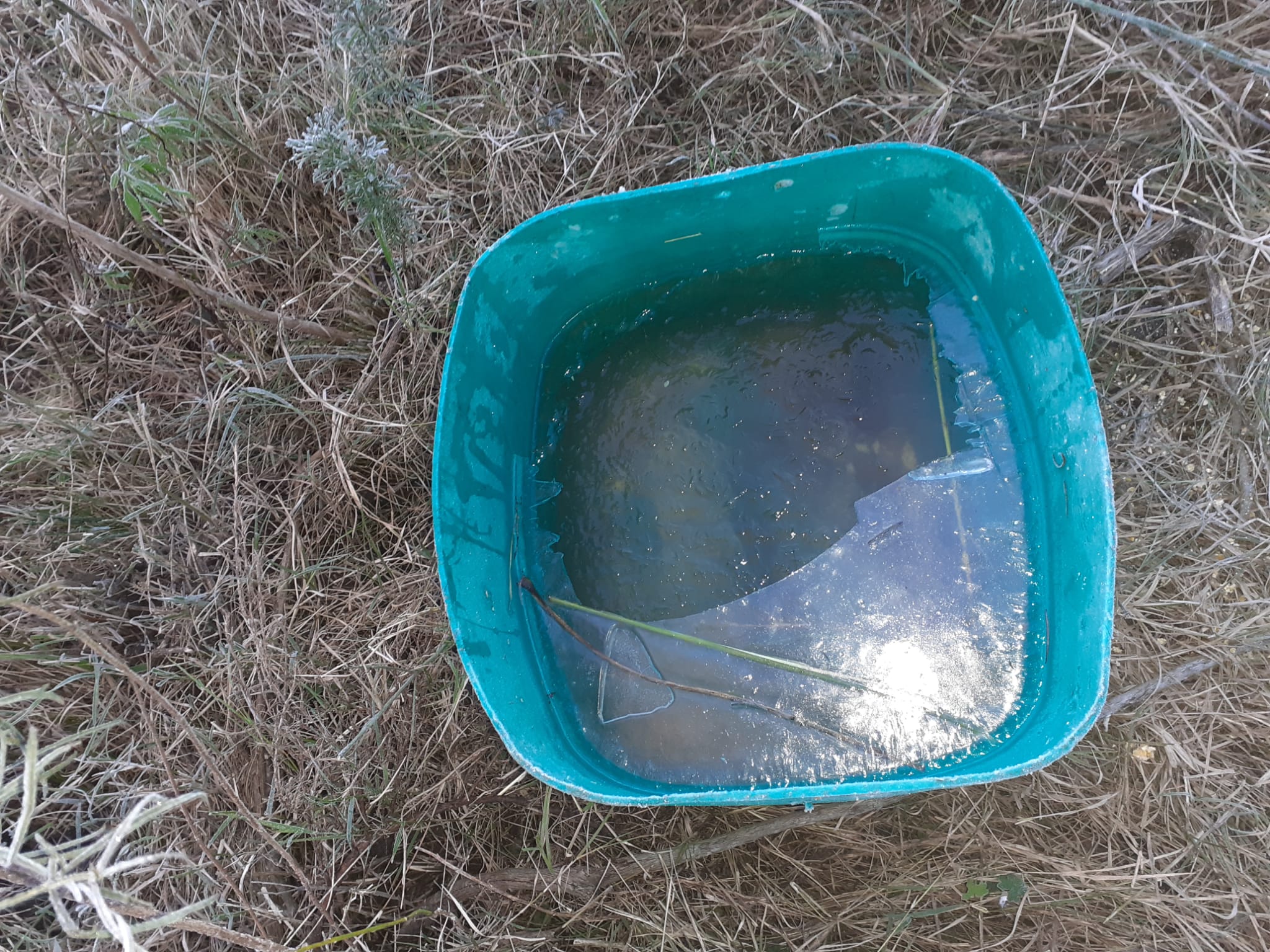 Oyentes compartieron imágenes de la helada