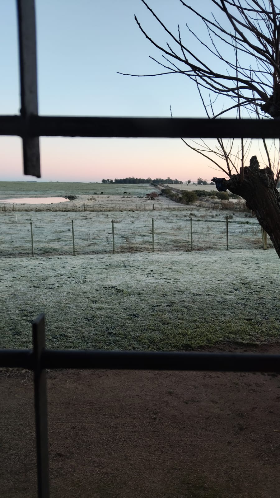 Oyentes compartieron imágenes de la helada 3