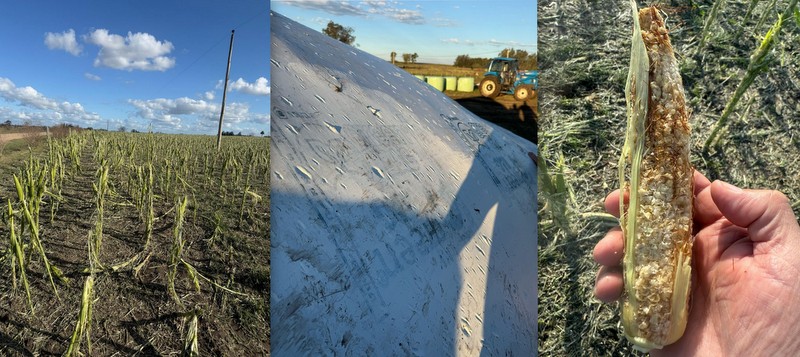 Productores afectados por el temporal de granizo y viento en Canelones