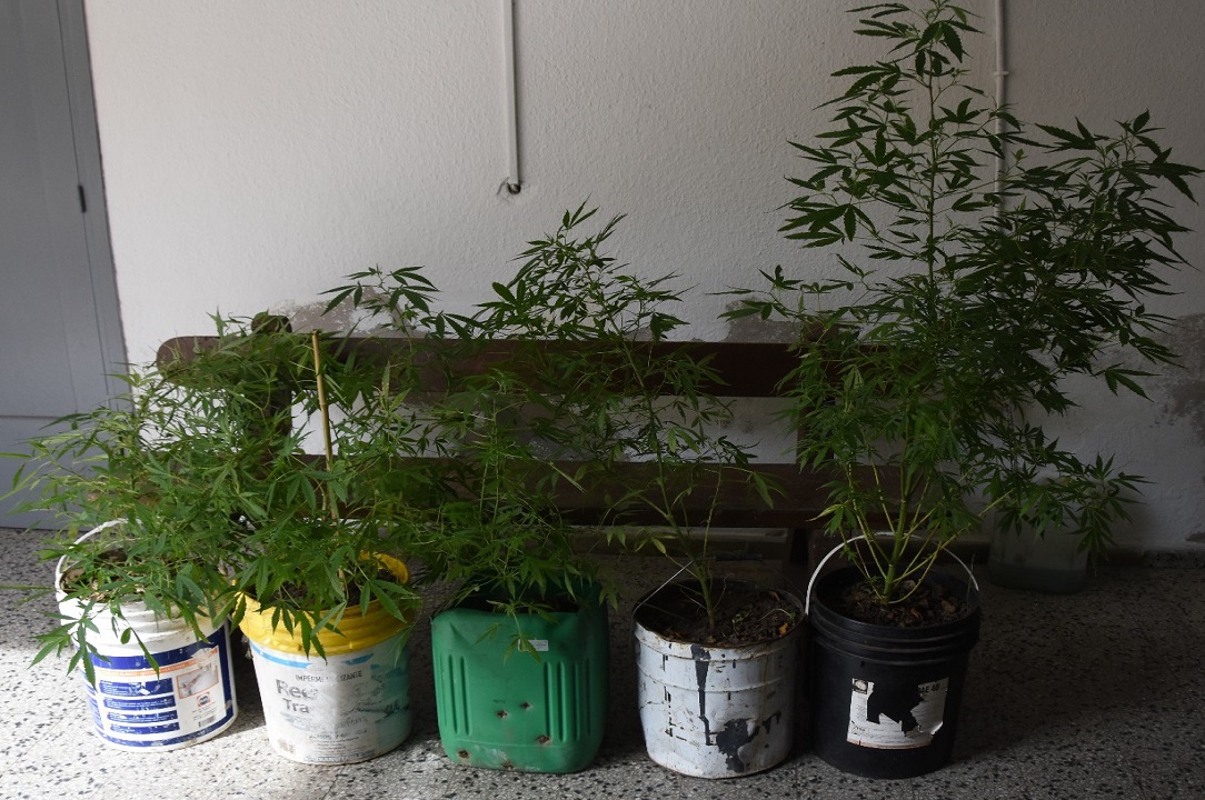plantas de marihuana
